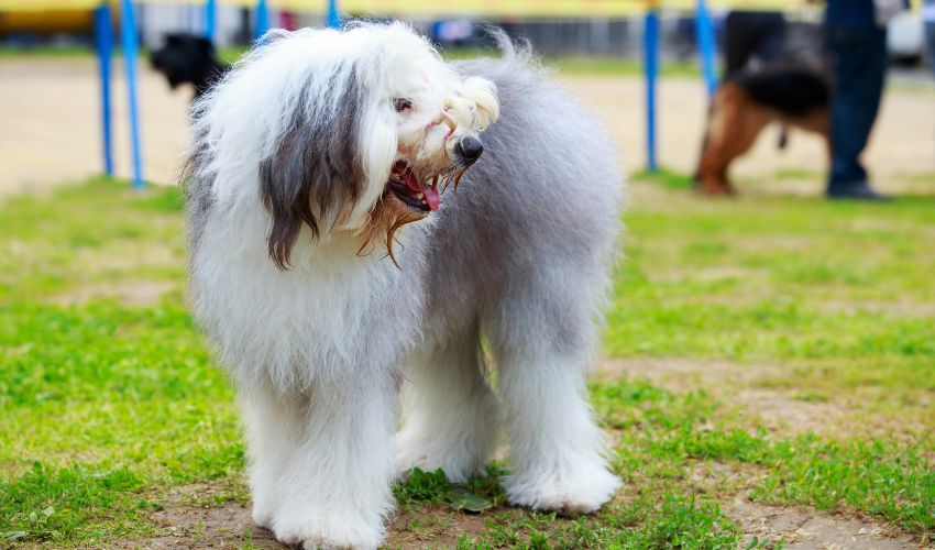 The Ultimate Guide on How to Properly Feed and Groom Your Alaskan Malamute