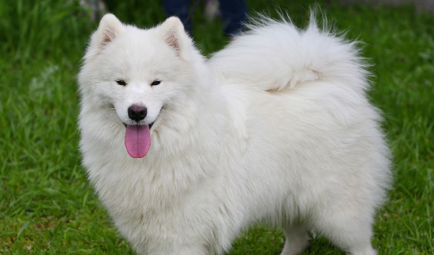 Discover the Unique Traits of Alaskan Huskies: How They Differ from Other Northern Breeds