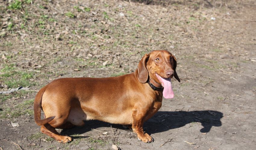 Top Training Tips for Airedale Terriers: The Best Techniques to Ensure Success